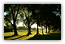 Greenlake Summer Trees